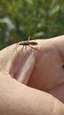 the Riptortus linearis bug perching and crawling on human hand. Royalty Free Stock Photo
