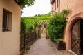 Riquewihr in Alsace, France. Enchanting medieval village. View of the vineyards from the old village within the walls.