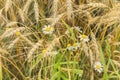 Rire ears of cereals and wild daisies in the hot summer noon on the farm. Rural background