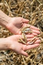 Ripe soybeans in human hands on a soybean field.