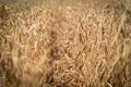 Ripe soybeans ready for harvesting on a farmer`s field