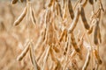 Ripe soybeans ready for harvesting on a farmer`s field