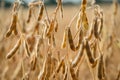 Ripe soybeans ready for harvesting on a farmer`s field