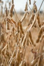 Ripe soybeans ready for harvesting on a farmer`s field