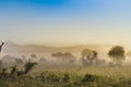 Rise of mist on the savanna Royalty Free Stock Photo