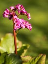 Rise and Shine violet purple Bergenia flower Royalty Free Stock Photo