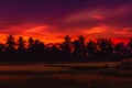 Rise terraces and tropical palms in Bali with sunrise tones Royalty Free Stock Photo