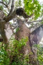 Rise view of the branches of a giant Baobab tree Adansonia digitata. Royalty Free Stock Photo