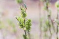 Risen blooming inflorescences female flowering catkin or ament on Salix alba white willow in early spring before the leaves. Colle