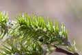 Risen blooming inflorescences female flowering catkin or ament on Salix alba white willow in early spring before the leaves. Colle