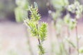 Risen blooming inflorescences female flowering catkin or ament on Salix alba white willow in early spring before the leaves. Colle