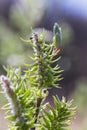 Risen blooming inflorescences female flowering catkin or ament on Salix alba white willow in early spring before the leaves. Colle