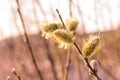Not fluffy blooming inflorescences catkins holly willow in early spring before the leaves. Honey plants Ukraine. Royalty Free Stock Photo