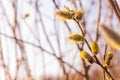 Not fluffy blooming inflorescences catkins holly willow in early spring before the leaves. Honey plants Ukraine.