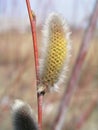 Risen blooming inflorescences male flowering catkin or ament on a Salix alba white willow in spring before leaves. Collect pollen Royalty Free Stock Photo