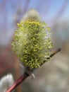 Risen blooming inflorescences male flowering catkin or ament on a Salix alba white willow in spring before leaves. Collect pollen Royalty Free Stock Photo