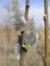 Risen blooming inflorescences male flowering catkin or ament on a Salix alba white willow in spring before leaves. Collect pollen Royalty Free Stock Photo