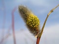 Risen blooming inflorescences male flowering catkin or ament on a Salix alba white willow in spring before leaves. Collect pollen Royalty Free Stock Photo
