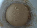 Risen or Proved Yeast Dough top view on the white plate. Dough for baking. Dough for Bread, Buns or Pizza. Royalty Free Stock Photo