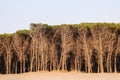 Riserva Naturale Sele Tanagro park of cedar pine trees along the beach in Pontecagnano, Campania, Italy.