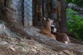 Parco dell`Orecchiella coppia di mufloni