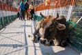 Cow walks along the famous Laxman Jhula pedestrian suspension bridge going across the Ganges Royalty Free Stock Photo