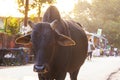 Cows on the streets of the holy city Rishikesh, India