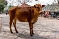 Rishikesh, Uttarakhand , India - 29.03.2023: Traditional road to temple in India, sacred animal cows on the street