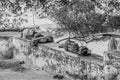 Sadhus taking a nap by the holy river Ganges