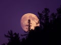 Rising from behind the trees the moon Royalty Free Stock Photo