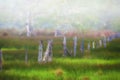 Rising fog reveals spring greens in a fenced field Royalty Free Stock Photo