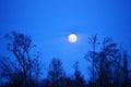 Rising Full Moon and Silhouette Trees Royalty Free Stock Photo