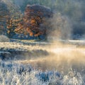 Rising Mist From River With Frost And Stunning Autumn Colours On Oak Tree. River Brathay, Lake District, UK. Royalty Free Stock Photo