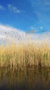 The rising moon over the reeds Royalty Free Stock Photo