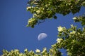 Rising Moon Surrounded By Plane Tree Leaves