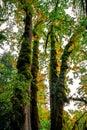 Rising Mossy Trees, Columbia River Gorge, Oregon