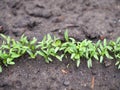 Rising parsley, young plant in soil