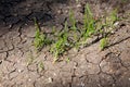 Rising sprouts on dry ground. Ecology concept. Royalty Free Stock Photo