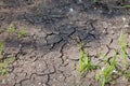 Rising sprouts on dry ground. Ecology concept. Royalty Free Stock Photo