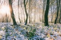 Rising sun and the first snow in the autumn forest Royalty Free Stock Photo