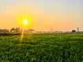 Rising sun in the indian farm