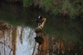 Rising sun in the morning shines on an europeean coot sitting on a .thick branch in the water at park Hitland