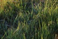 Rising sun in the morning shines on the leaves of grass with dew drops along the dike of the Hollandsche IJssel at park Hitland