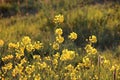 Rising sun in the morning shines on the rapeseed along the dike of the Hollandsche IJssel at park Hitland