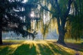 Rising sun shines through crown of weeping willow tree in beautiful morning park