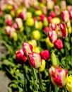 Tulip Flowering in amsterdam Royalty Free Stock Photo