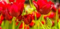 Red Tulip flowering in Amsterdam Royalty Free Stock Photo