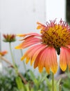 Rising yellow Gallardia flower