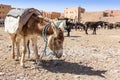 Rissani market in Morocco and the parking of donkeys and mules.