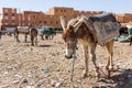 Rissani market in Morocco and the parking of donkeys and mules.